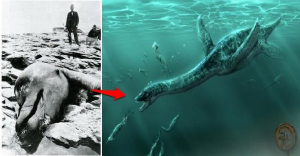 Khủng long chưa tuyệt chủng? Hy hữu xác quái ngư thời cổ đại trôi dạt bờ biển vịnh Monterey